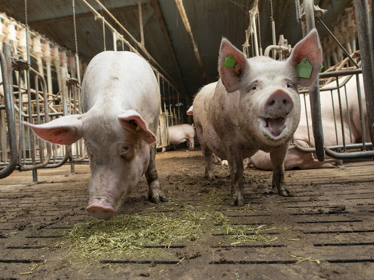 Swine Expert Update: Mycoplasma hyopneumoniae in gelten onder veldomstandigheden